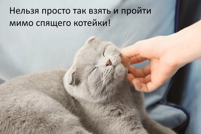 Нельзя просто так взять и ... - Кот, Милота, Мемы