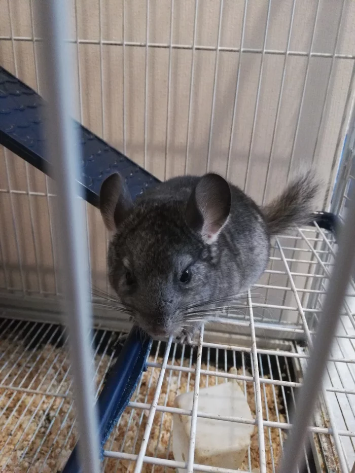 I'll give the chinchilla into good hands - My, In good hands, Moscow region, Krasnogorsk, Animals, Chinchilla, Is free, No rating, Longpost