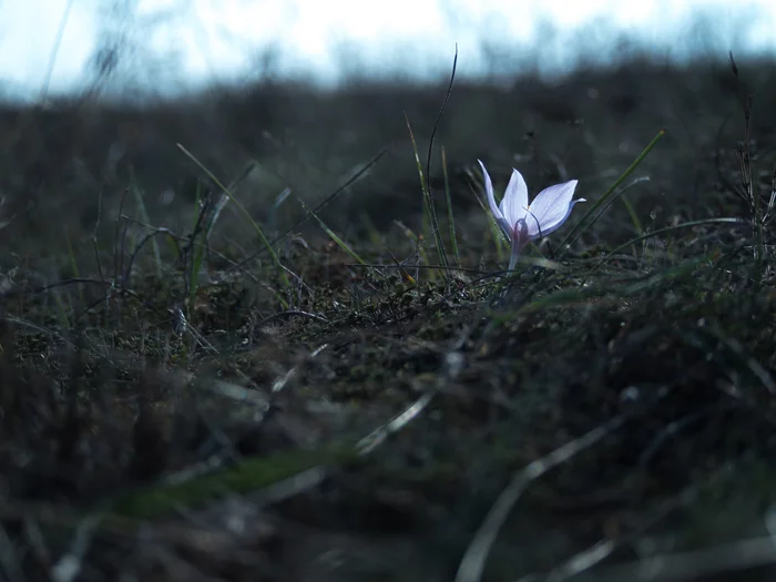 Crocus in the steppe - My, The photo, Steppe, Flowers, Black Sea, Vitaliy Zhushchiy, Nature, Landscape