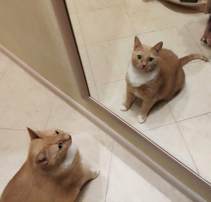 Мой кот наблюдает за мной через зеркало Кот, Зеркало