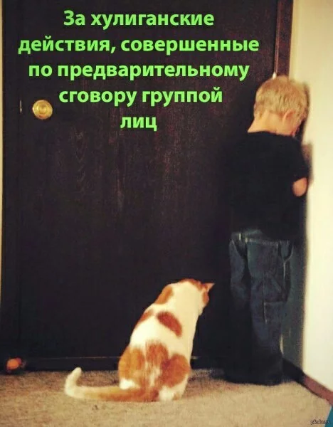 Hooligans)) - From the network, Sam laughed., cat, Children