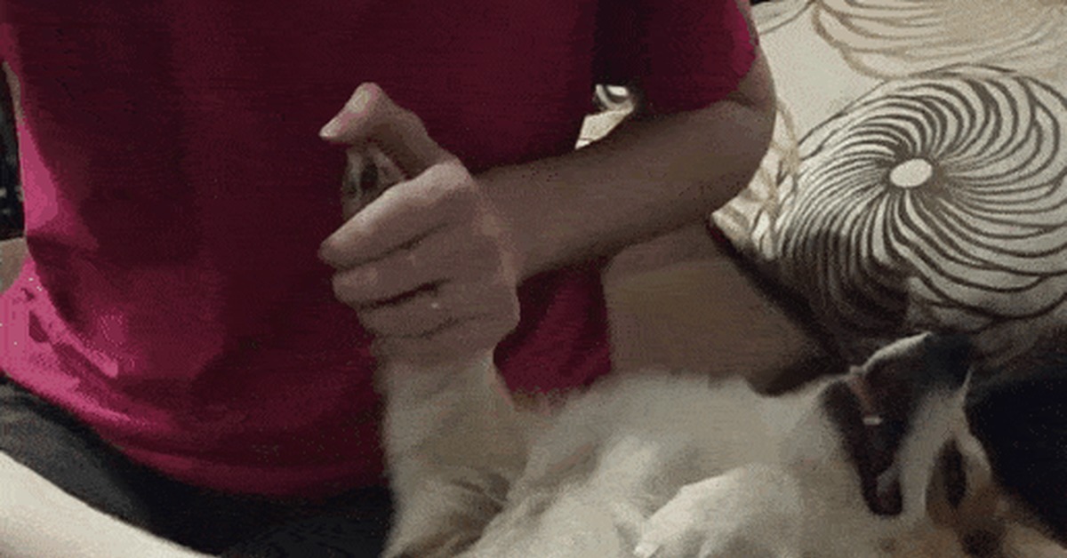 Drag, drag, dribble - My, Corgi, Welsh corgi pembroke, Dog, Hairbrush, GIF