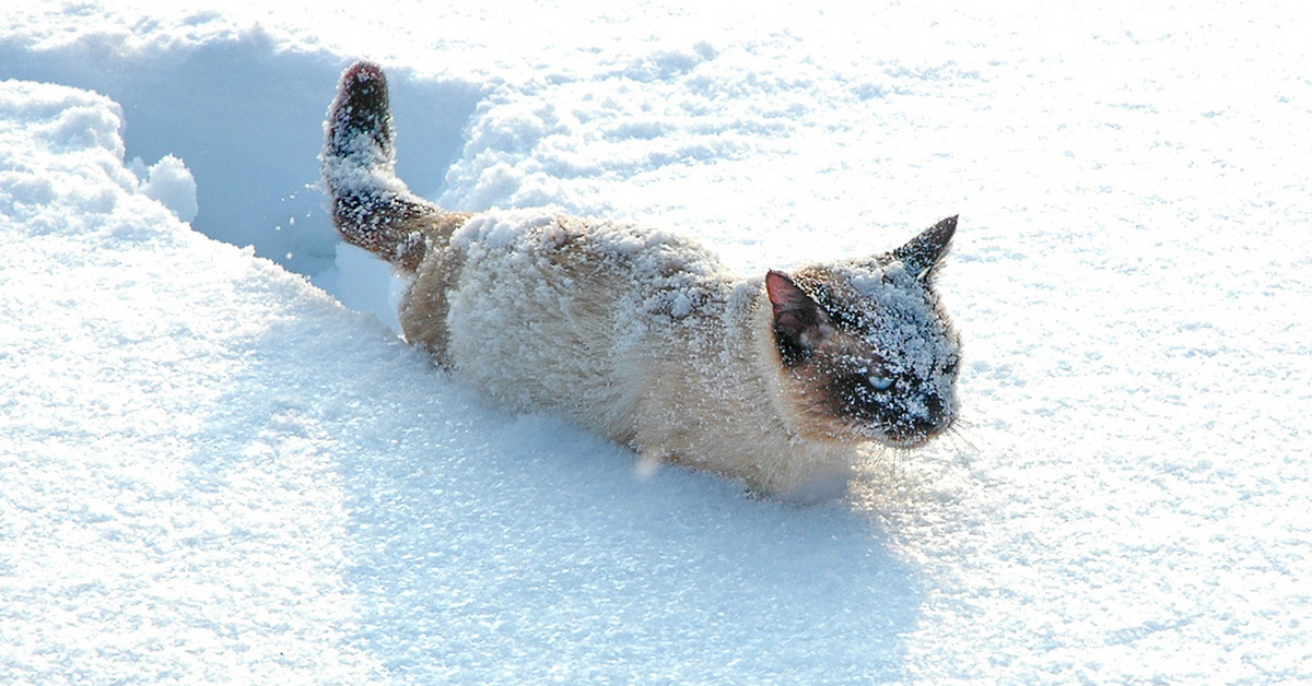 В сугробе тепло впр 5. Снежная кошка. Зимний кот. Кошки зимой. Кот в сугробе.