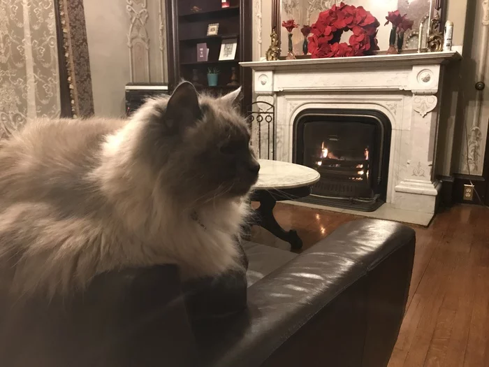 Relaxing by the fireplace - My, cat, Fireplace, Victorian era, Heat