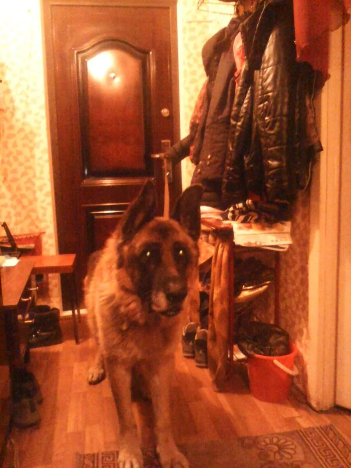 How I met Hasso. Thoughts and tossing. Search. Home! - My, Pets, Dog, Animals, Sheepdog, German Shepherd, The dog is missing, Animal shelter, Longpost, Yandex Zen