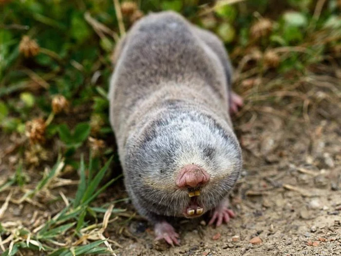 Help to the mole rat! - My, Contact lenses, Lenses, Glasses, Vision, Poor eyesight, Astigmatism, The Blind Man