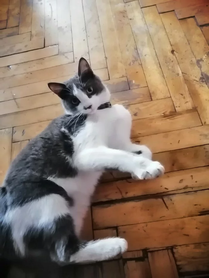 Looking for a home for a cat - My, Lost, No rating, cat, Zaporizhzhia, Help, Video, Longpost, In good hands