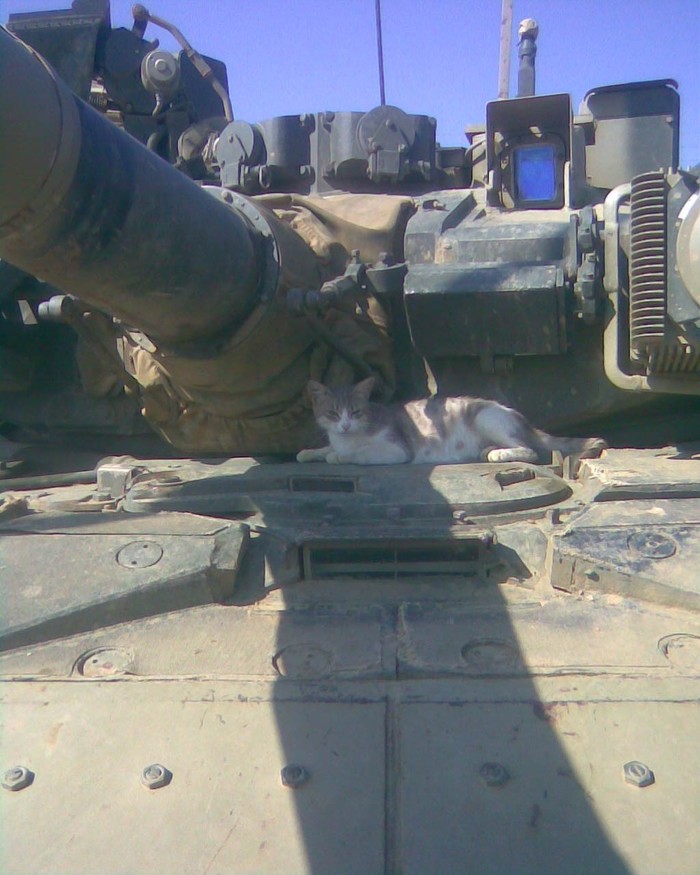 Кот просто кот Кот, Армия