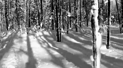 Зимнее#5 Фотография, Лес, Зима, Снег