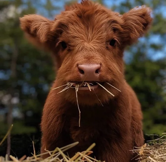 Snack - Nature, Calf, Milota, Highland