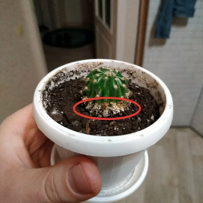 Cactus and strange spots - My, Cactus, Disease