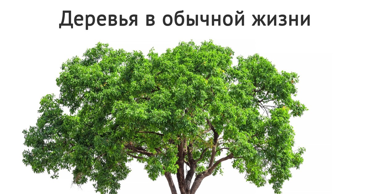 Tree дерево. Дерево. Огромное дерево. Русские деревья на прозрачном фоне. Дуб дерево.