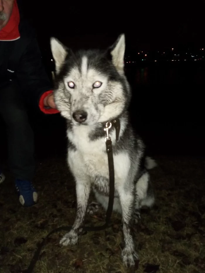 Husky found in Minsk - My, No rating, Lost, Husky, Minsk, Longpost, Dog, Found a dog