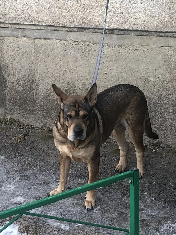 Brutal nobleman - Dog, Shar Pei, Cur, Handsome men, Longpost