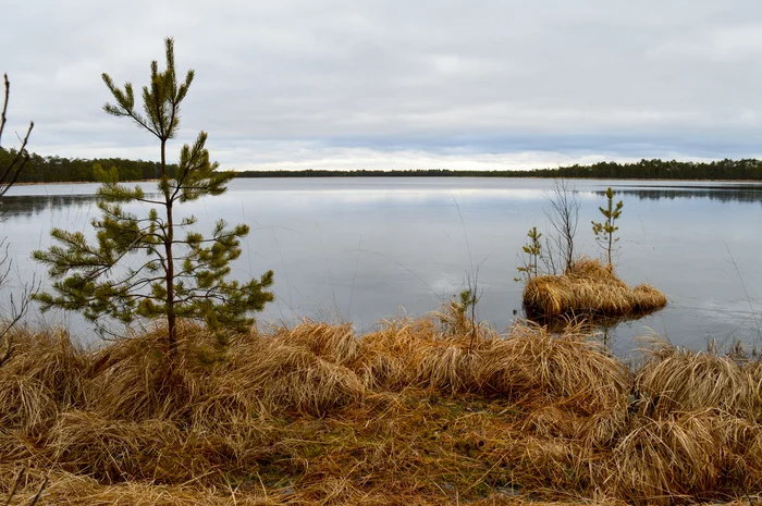 Are you afraid of coronavirus? Go to the swamps of Belarus! There are no people here - My, Republic of Belarus, Travels, Swamp, The photo, Tourism, Hike, Longpost