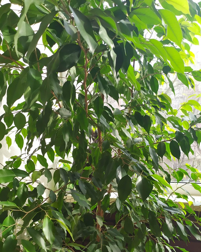 Найди кошечку