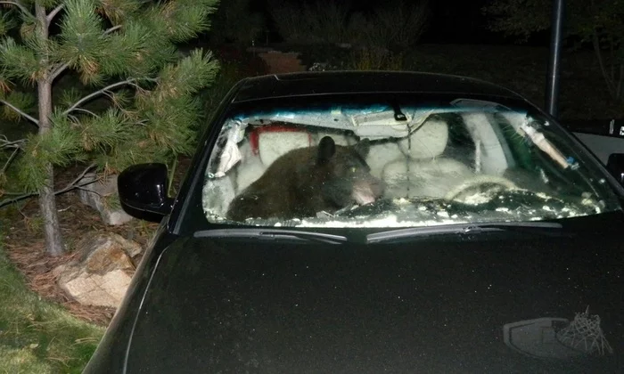 All that's left is to set it on fire - The photo, The Bears, Car, Animals