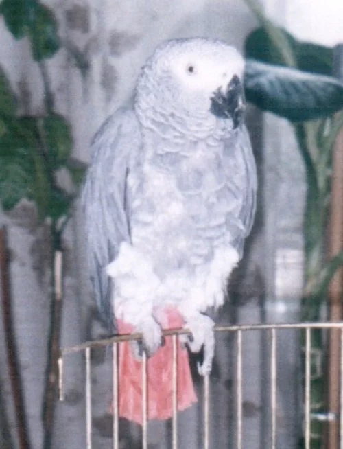 Kenya - My, A parrot, Pets, Jaco, Longpost