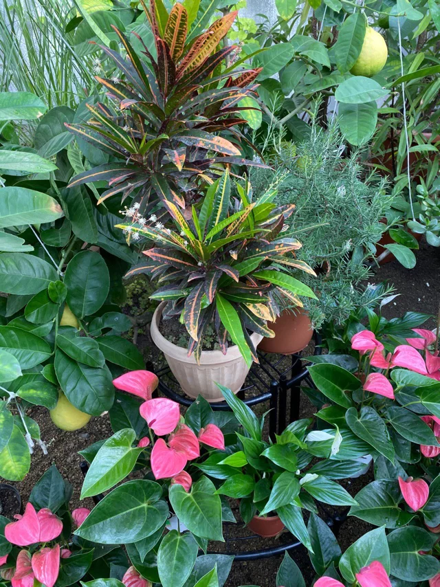 A piece of summer in the middle of winter - My, East Kazakhstan, Greenhouse, Plants, Winter, Longpost