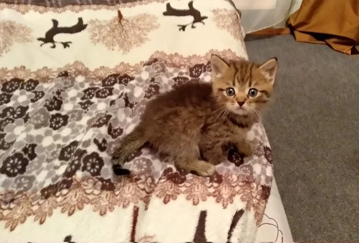 How a loaf grew from a Pie. Once upon a time - My, cat, It Was-It Was