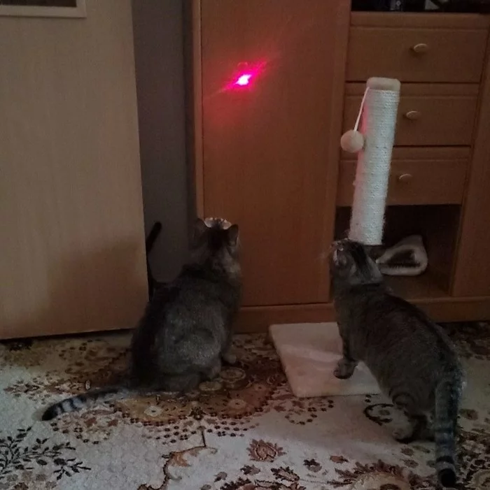 Not a new way to keep cats busy - My, cat, Laser pointer