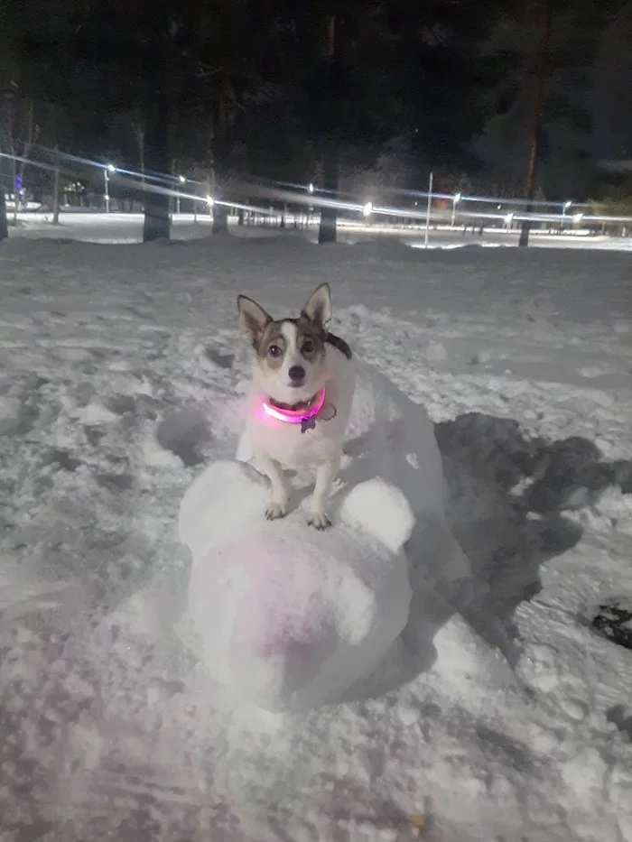 Winter - My, Winter, Animals, Pets, Dog, Cur, Longpost