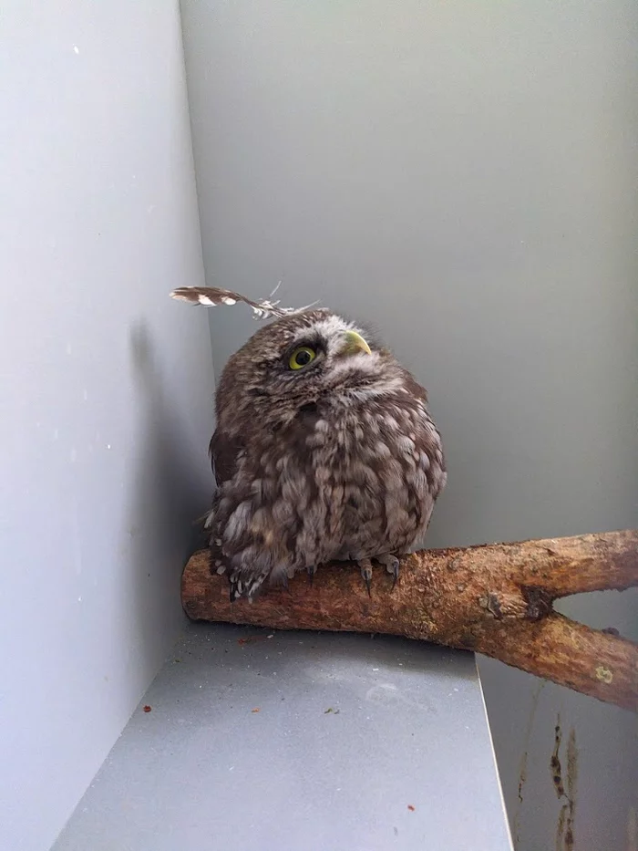 Proud owl - My, Little owl, Owl