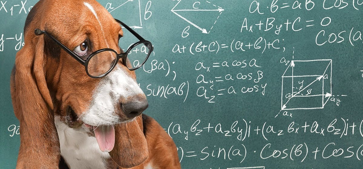 Интеллектуальные собаки