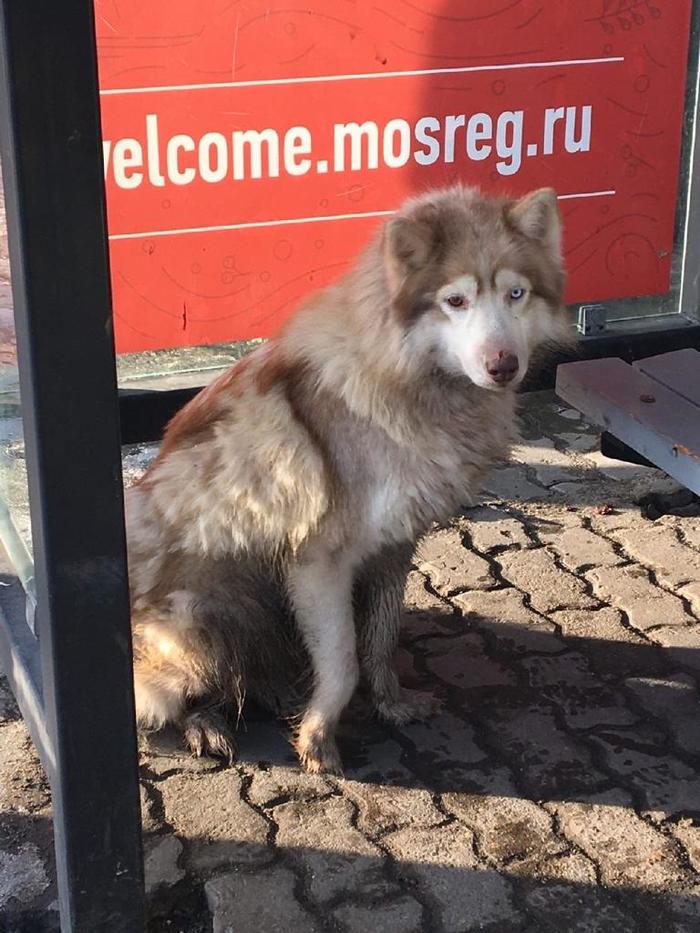 Найдена хаски - Моё, Собака, Потеряшка, Московская область, Ногинск, Хаски, В добрые руки