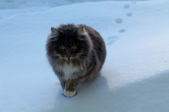 Снежная пушистость