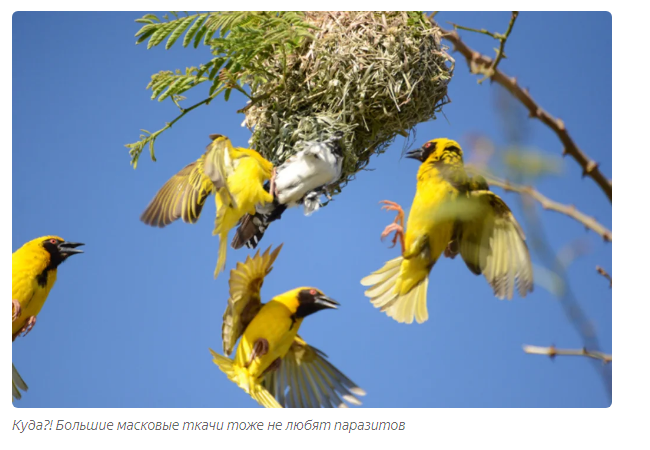 How cuckoos grow up: saboteur chicks - Animals, Birds, Cuckoo, Moscow Zoo, Yandex Zen, Longpost