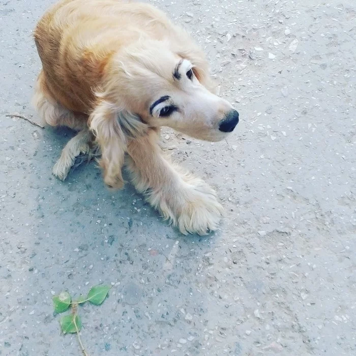 Poor dog)) - My, Animals, Humor, Dog, Brows