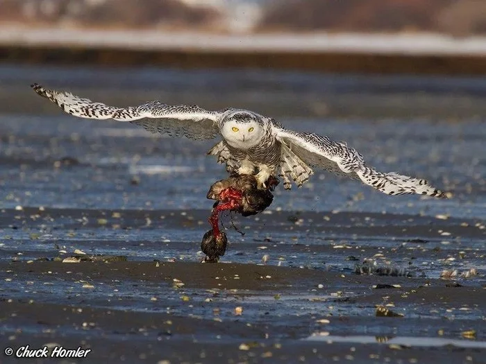 Today the snowy owl will have breakfast with American black duck - Owl, Duck, Hunting