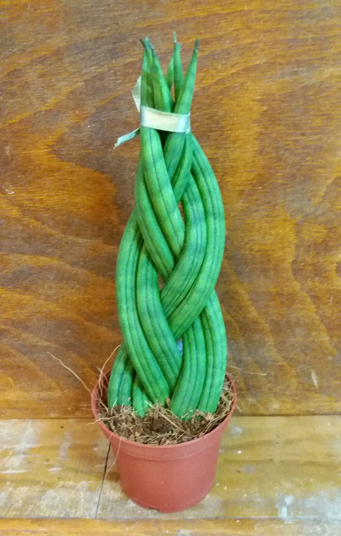 Сансевиерия