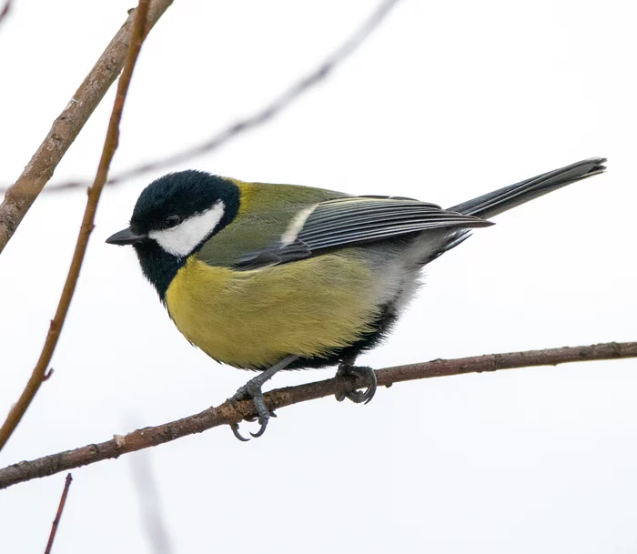 Birds of our yard - My, Birds, Tit, Lazorevka, Greenfinch, Waxwing, Bullfinches, The photo, Longpost