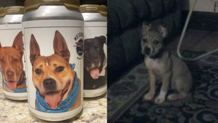 Continuation of the post “American brewery places photos of shelter dogs on cans” - Dog, Beer, Animal shelter, Positive, Reply to post