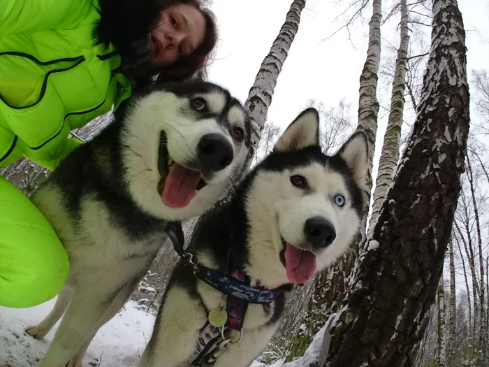 Sudden happiness - Husky, Winter, Selfie, Dog