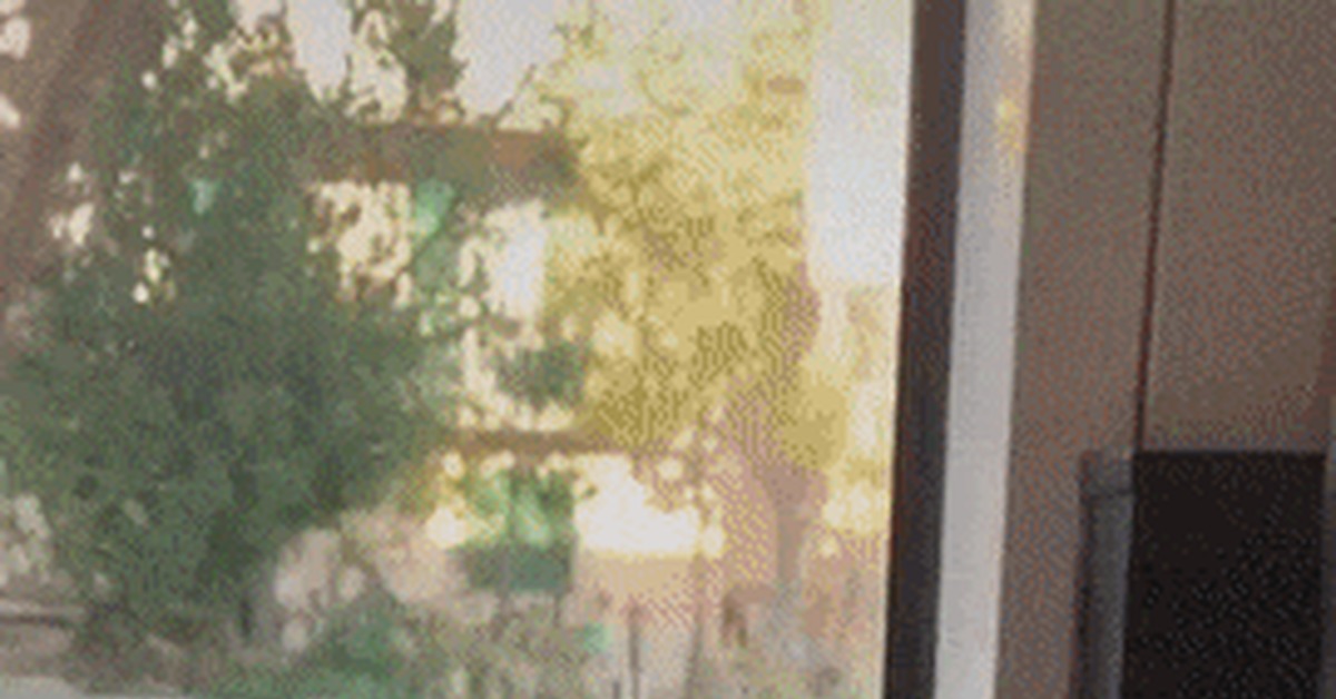 Something is wrong with the matrix - GIF, cat, Window, Black cat, Lot, ran up