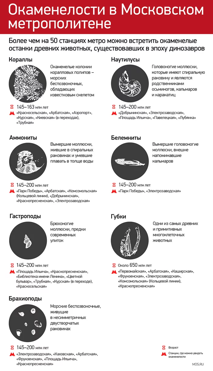 Where to see fossils over 70 million years old in the Moscow metro - Paleontology, Fossils, Metro, Moscow