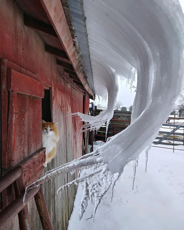 At least someone has a real winter - cat, Winter, Icicles, Snow, Barn