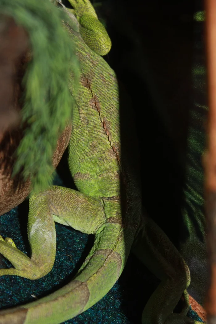 Got myself an iguana - My, Green Iguana, Scales, Exotic animals, Reptiles at home, Reptiles, Zyuzya, Longpost