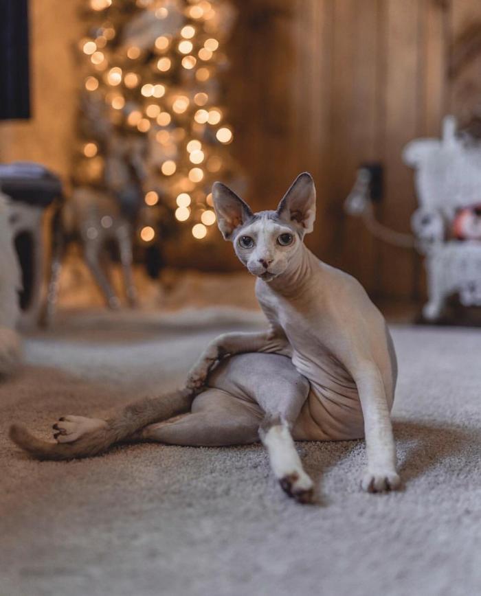 Draw me like one of your french cats