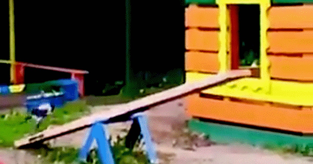 When I went out for a walk alone in the yard... - Unusual, Smart Crows, Funny animals, GIF