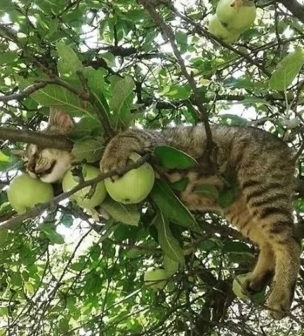 My apples - cat, Catomafia, Apples, Apple tree