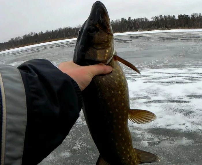 Fishing for pike on girders - Video, Winter fishing, A fish, Fishing, Zherlitsy, Pike, My