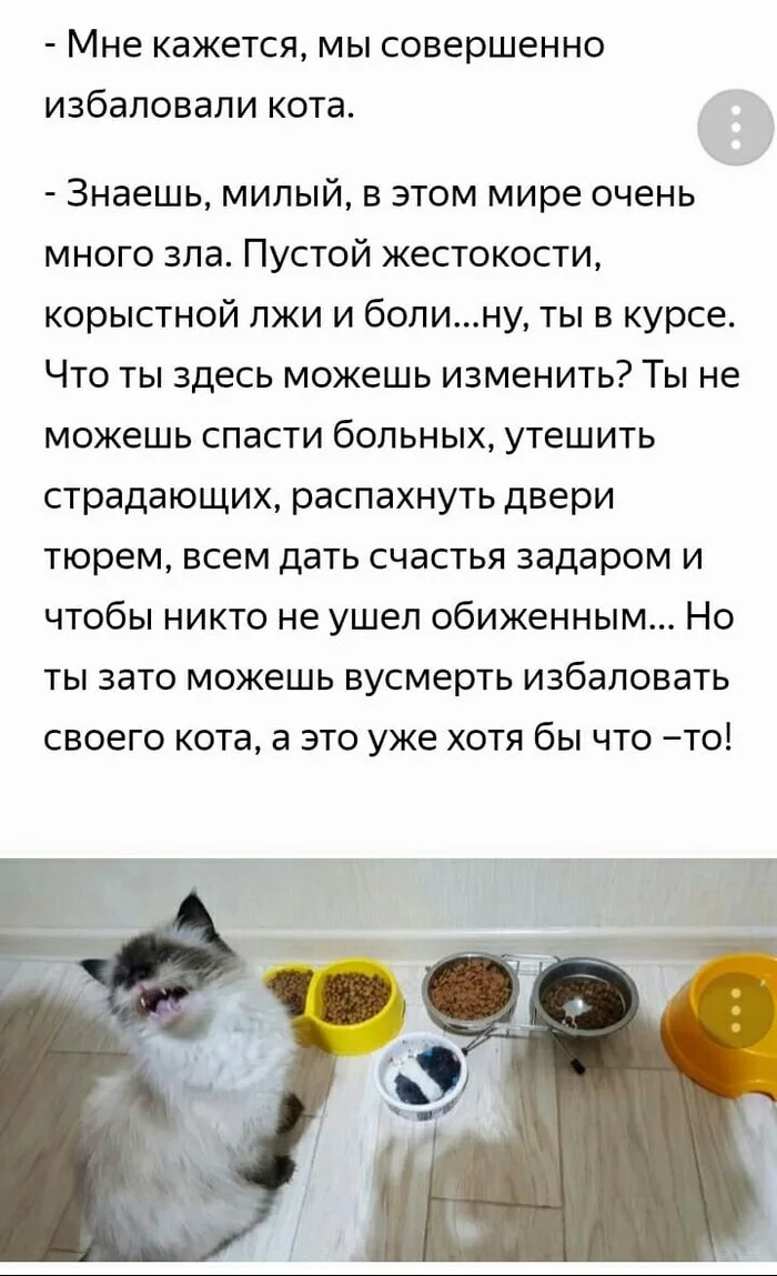 Post #7210556 - Picture with text, cat, Utterance, Spoiled