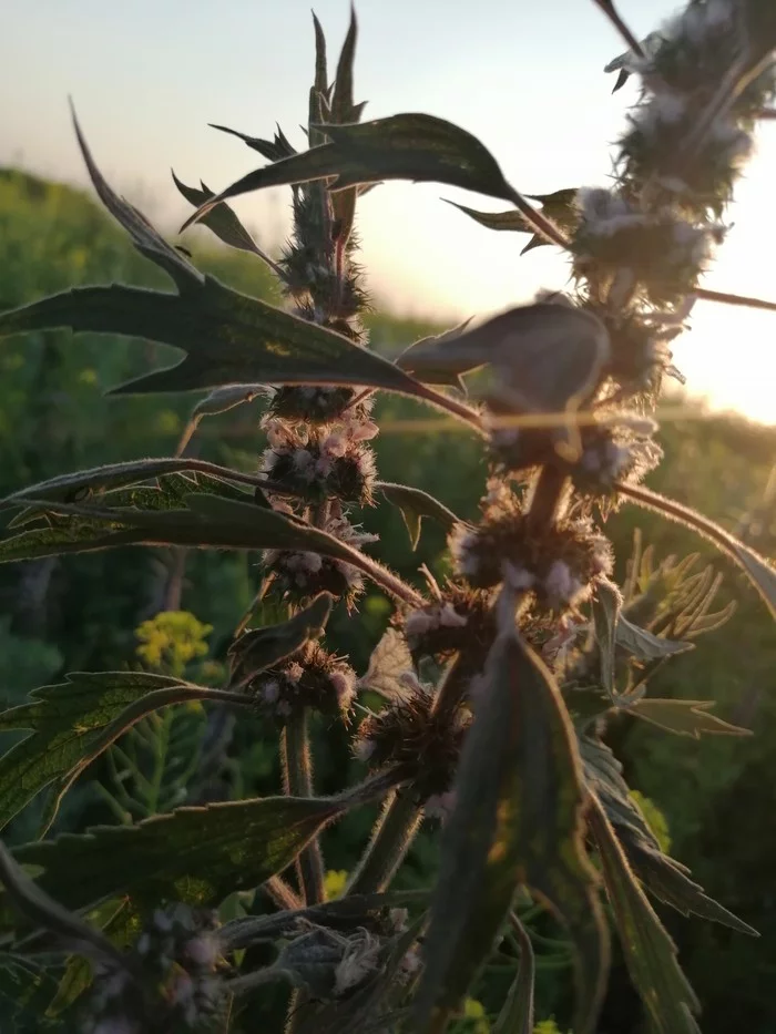 Motherwort and sunset - My, Mobile photography, Nature, Longpost