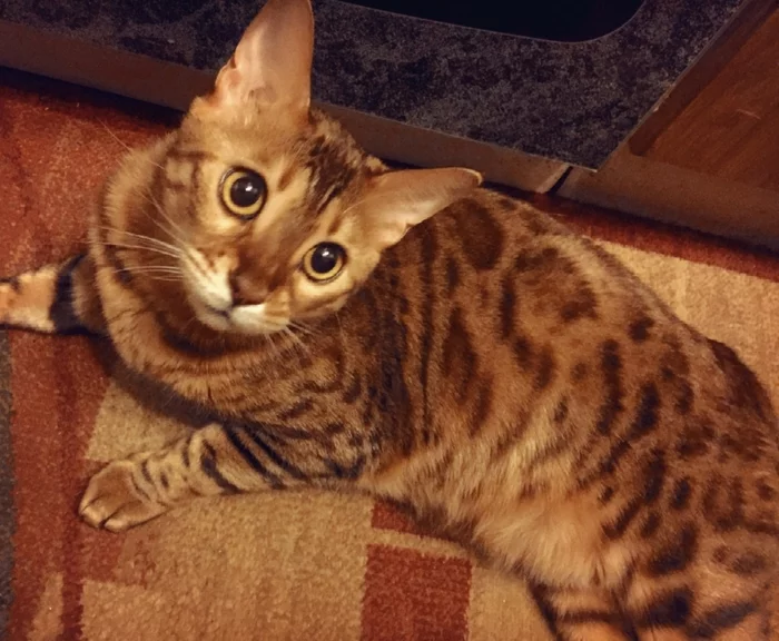 Bengal Ricci needs a family! - My, cat, Kindness, Moscow, Help, In good hands, Homeless animals, No rating, Longpost