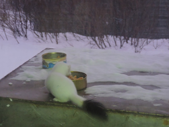 Продолжение саги о горностае Длиннопост, Куница, Горностай, Кормушка, Мурманская область