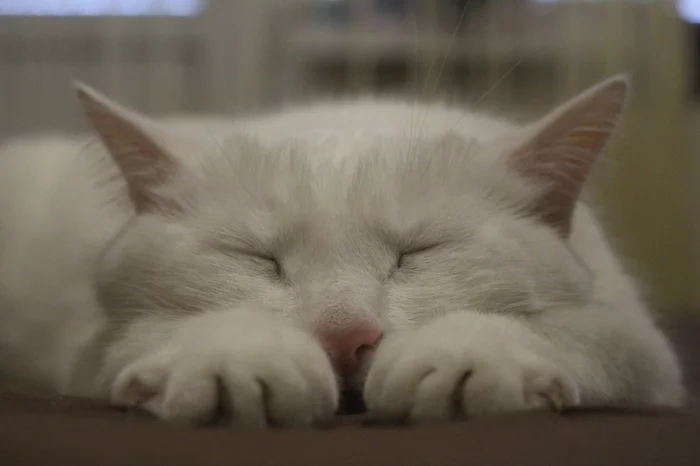 Kote - My, cat, Albino, Dream, Pets